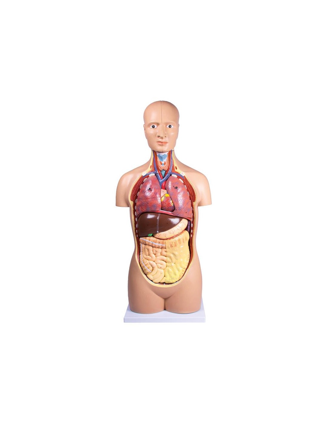 Modelo de torso humano sin género de 12 partes Erler Zimmer B109