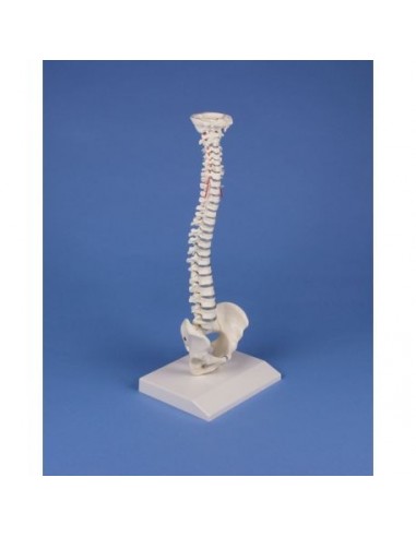 Columna vertebral elástica en...