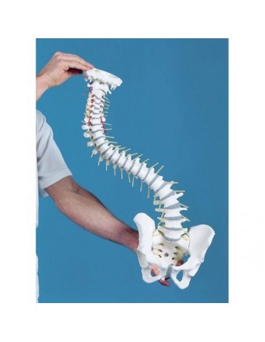 Columna vertebral flexible con discos...