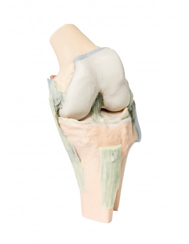 Articulación de la rodilla,...