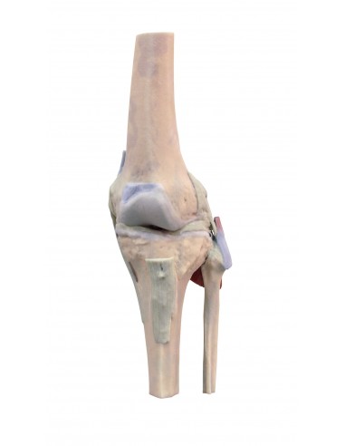 Articulación de la rodilla, extendida...