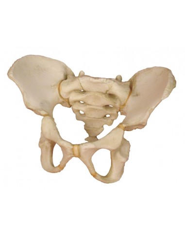 Modelo de pelvis de niño de 5 años...