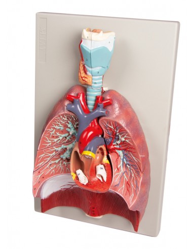 Modelo anatómico de pulmones, corazón...